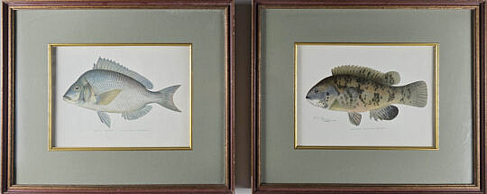 4441-955 Fish Prints A.edited