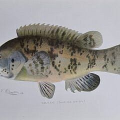 Two Sherman Foote Denton Fish Chromolithographs The Scup/Porgy and the Tautog