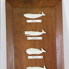 Aletha Macy 8 Whale Species Plaque, circa 1960