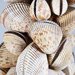 Scallop Shell Encrusted Lamp