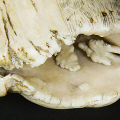 Scrimshaw Whale Tooth Ship Wiscasset “Richard Macy Master on the coast of New Zealand April 1836”