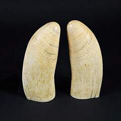 Pair of Antique Sperm Whale Teeth, Mid 19th Century