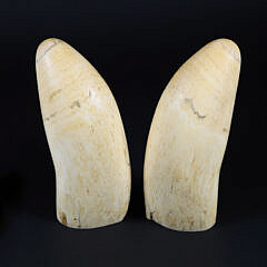 Pair of Antique Sperm Whale Teeth, Mid 19th Century