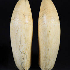 Pair of Antique Sperm Whale Teeth, Mid 19th Century