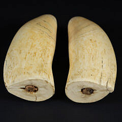 Pair of Antique Sperm Whale Teeth, Mid 19th Century