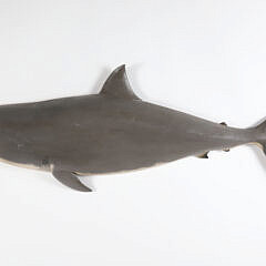 Brian Mitchell Carved and Painted Half Body Great White Shark