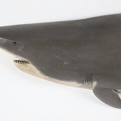 Brian Mitchell Carved and Painted Half Body Great White Shark