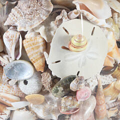 Decorative Clear Glass Lamp Filled with Tropical Shells