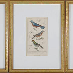 Set of Three Matted and Framed Finch Lithographs