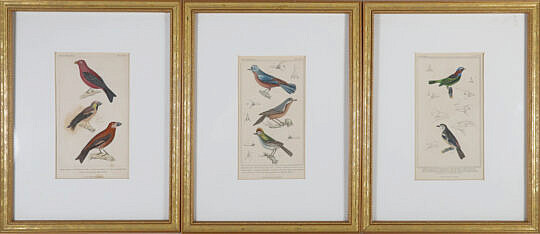 Set of Three Matted and Framed Finch Lithographs