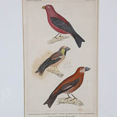 Set of Three Matted and Framed Finch Lithographs