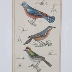 Set of Three Matted and Framed Finch Lithographs