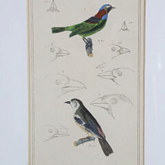 Set of Three Matted and Framed Finch Lithographs