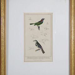 Set of Three Matted and Framed Finch Lithographs