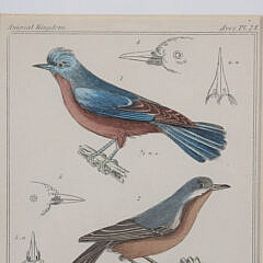 Set of Three Matted and Framed Finch Lithographs