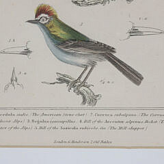 Set of Three Matted and Framed Finch Lithographs