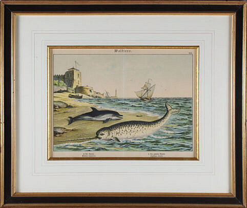 Antique Framed Print of a Breached Narwhal and Dolphin, 19th Century