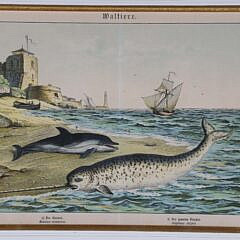 Antique Framed Print of a Breached Narwhal and Dolphin, 19th Century