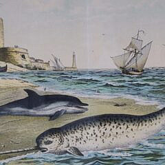 Antique Framed Print of a Breached Narwhal and Dolphin, 19th Century