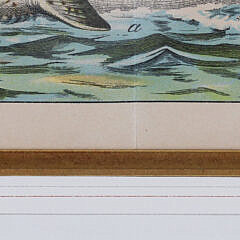 Antique Framed Print of a Breached Narwhal and Dolphin, 19th Century