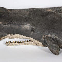Signed Wick Ahrens Carved and Painted Wood Sperm Whale