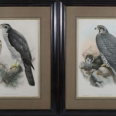 Pair of J. Wolf & H.C. Richter Prints "Falco Gyrfalco" and "Astur Palumbarius"