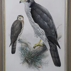 Pair of J. Wolf & H.C. Richter Prints “Falco Gyrfalco” and “Astur Palumbarius”