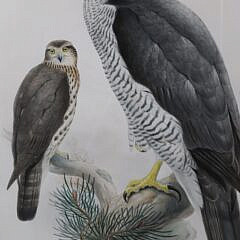 Pair of J. Wolf & H.C. Richter Prints “Falco Gyrfalco” and “Astur Palumbarius”