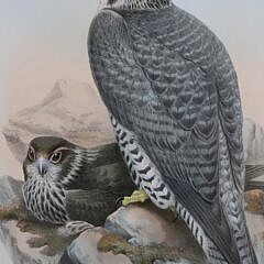 Pair of J. Wolf & H.C. Richter Prints “Falco Gyrfalco” and “Astur Palumbarius”