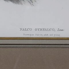 Pair of J. Wolf & H.C. Richter Prints “Falco Gyrfalco” and “Astur Palumbarius”