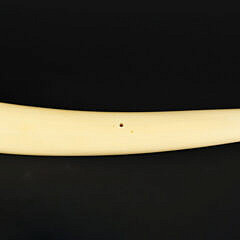 Antique Walrus Tusk Cribbage Board, circa 1890s