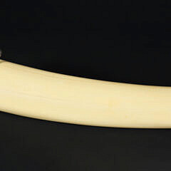 Antique Walrus Tusk Cribbage Board, circa 1890s