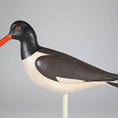 Red Bill Oyster Catcher