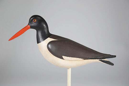 Red Bill Oyster Catcher