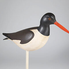 Red Bill Oyster Catcher