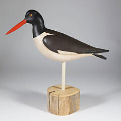 Red Bill Oyster Catcher