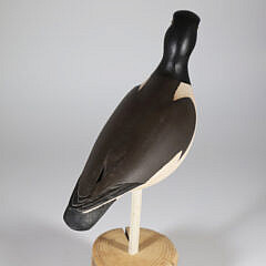 Red Bill Oyster Catcher