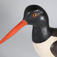 Red Bill Oyster Catcher