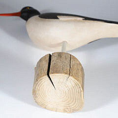 Red Bill Oyster Catcher