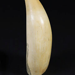 Scrimshaw Whale’s Tooth Portrait of a Seated Lady, 19th Century