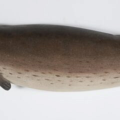 Hand Carved and Painted Wood Narwhal by Brian Mitchell
