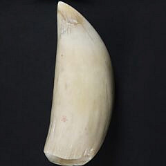 Polychrome Scrimshaw Whale Tooth “Stove Boat Aribus”