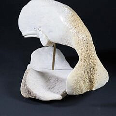 Vintage Inuit Fossilized Whalebone Sperm Whale on Whalebone Stand