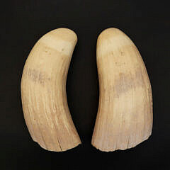 Two Antique Whale Teeth, 19th Century