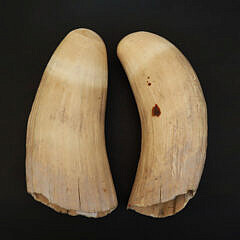 Two Antique Whale Teeth, 19th Century