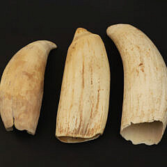 3 Antique Whale