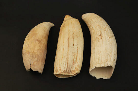 3 Antique Whale