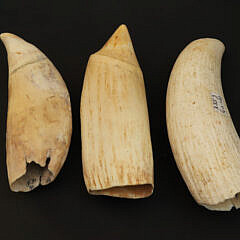 3 Antique Whale’s Teeth, 19th Century