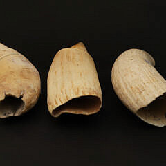 3 Antique Whale’s Teeth, 19th Century
