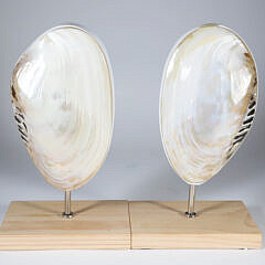 Pair of Mounted Abalone Shells